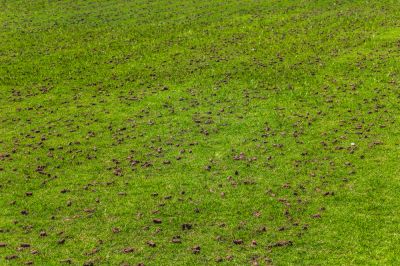Improves soil drainage.
