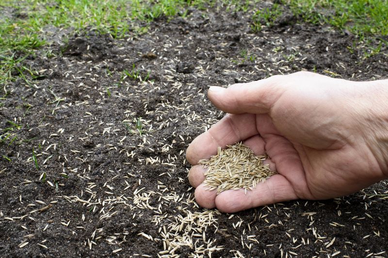 Fall Lawn Seeding in Honolulu, HI