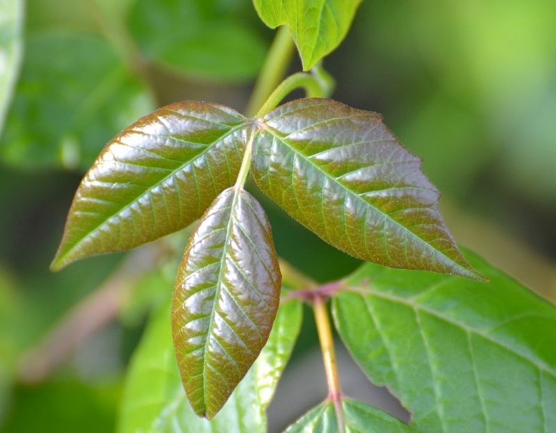 Poison Ivy Removal in Lancaster, PA
