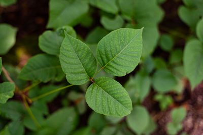 Poison Ivy Removal in Burlington County, NJ