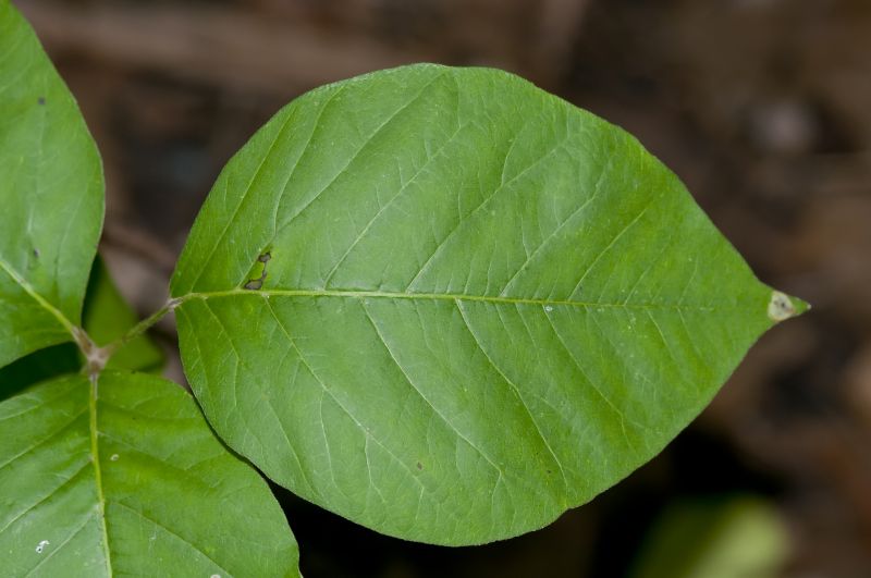 Poison Oak Removal in Bel Air, MD
