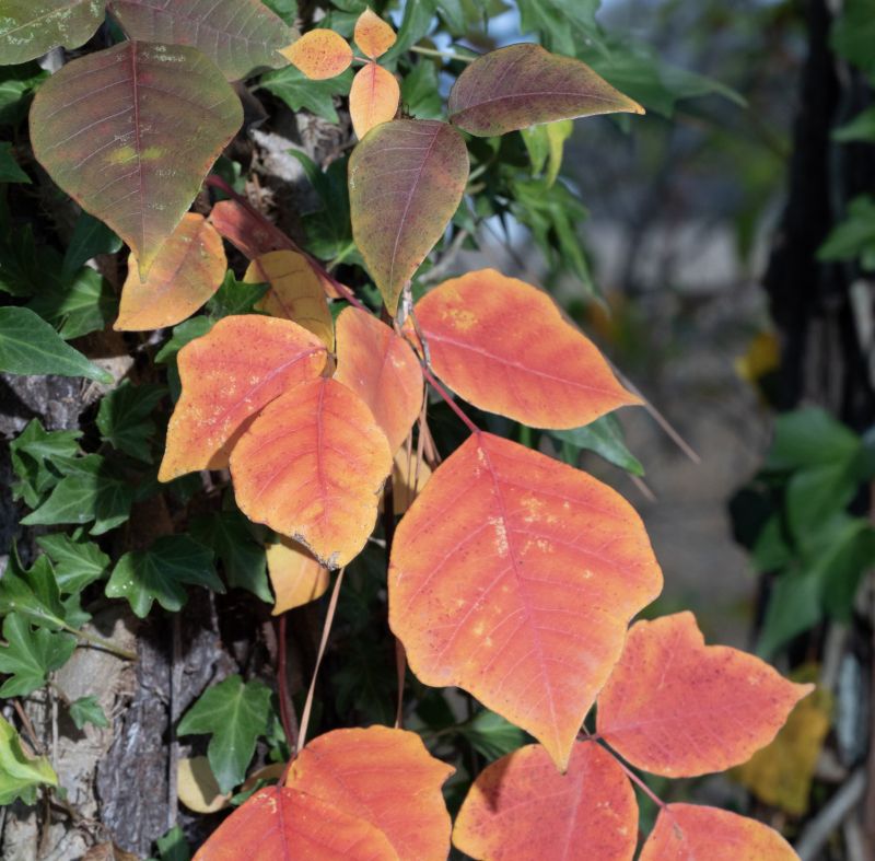 Poison Oak Removal in Bucks County, PA