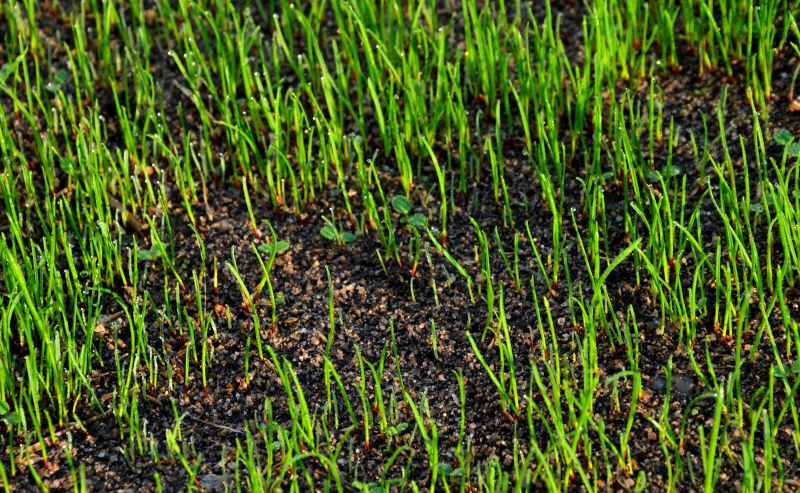 Lawn After Aeration and Seeding