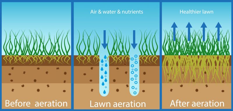Healthy Lawn Growth